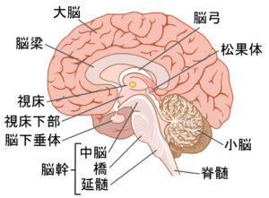 脳の視床下部は体温調節の中枢です
