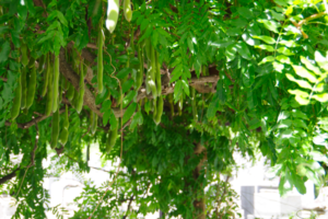 高湿度でも感染スルインフルエンザウイルス