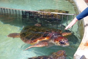 健康運動セミナーならけんこう総研タニカワ久美子