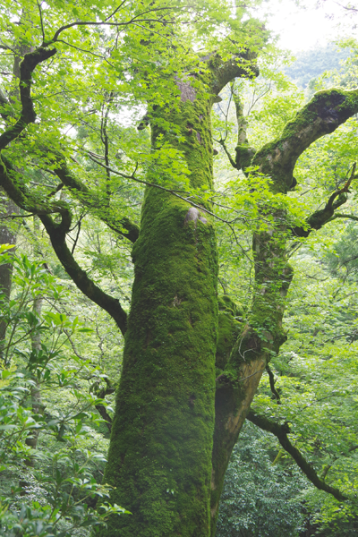 事業所でのリクリエーションウォーキングをけんこう総研では運動支援しています