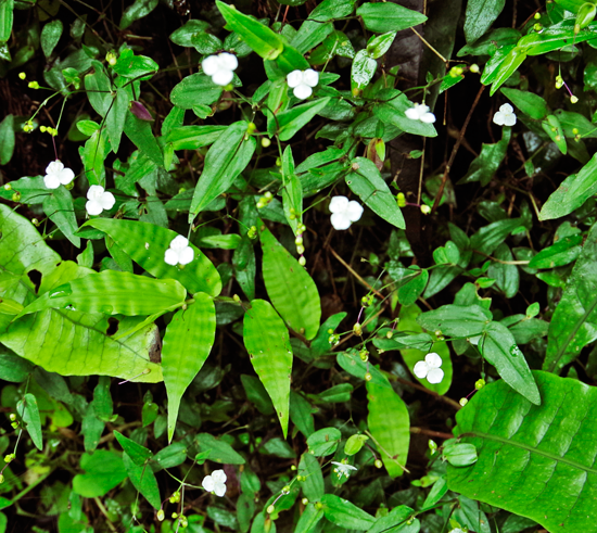 メンタルヘルス対策研修ならけんこう総研