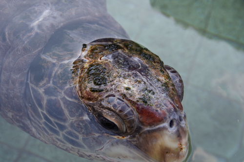 けんこう総研の理念