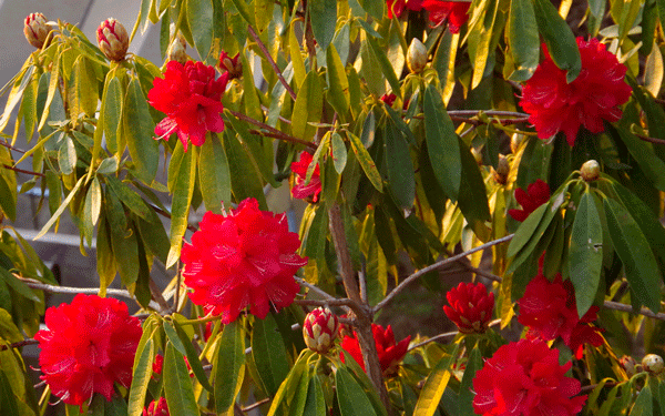 コロナ疲れのウォーキング