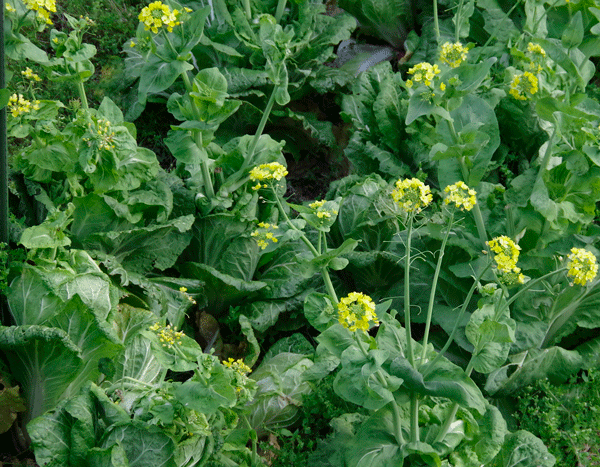 自己免疫力を高めることこそ回復へのコロナ出口戦略