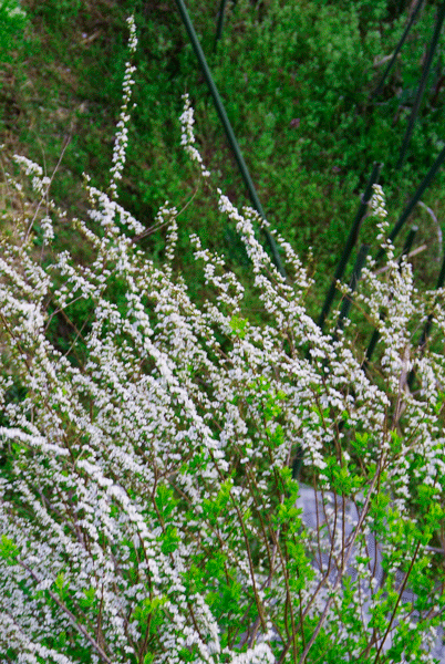 コロナ疲れ自粛疲れはウォーキング