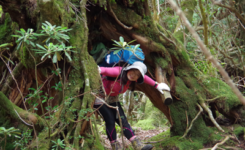 楽しかった運動は唯一ピクニック