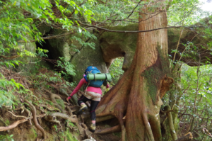 強い負荷の登山は何故痩せないのか?