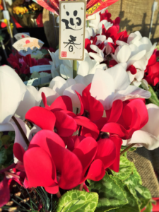 タニカワ久美子年末挨拶