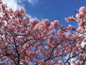 環境変化には適応できるアロスタシスが重要