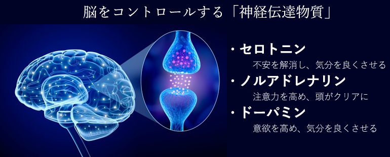 脳をコントロールする「神経伝達物質」セロトニン。不安を解消し、気分をよくさせる。ノルアドレナリン。注意力を高め頭がクリアに。ドーパミン。意欲を高め、気分をよくさせる。