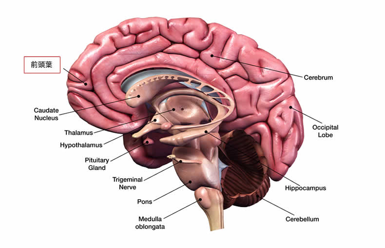 前頭葉のストレスによる萎縮